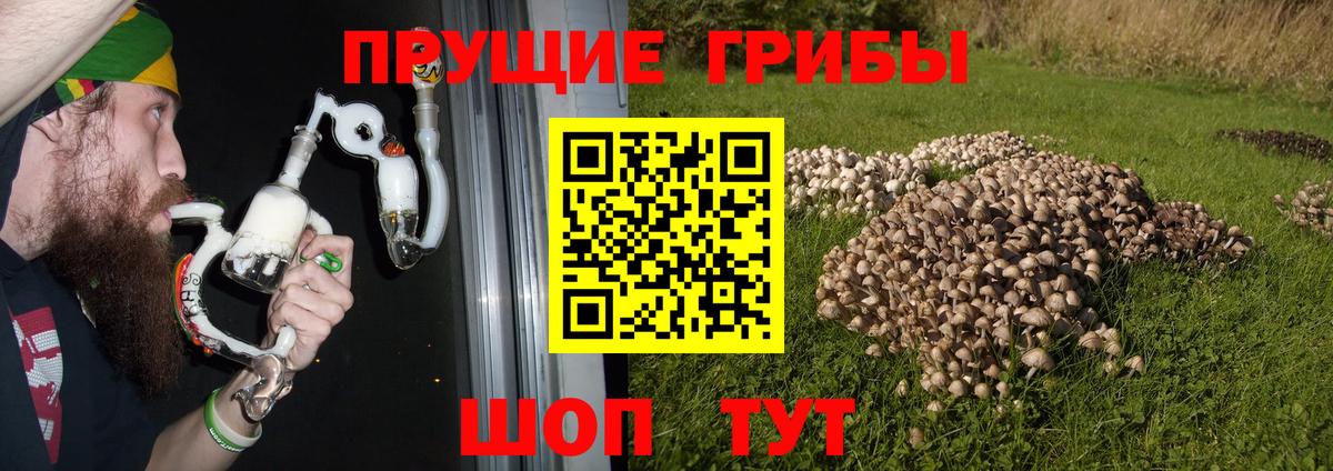 Галлюциногенные грибы Psilocybe Горячий Ключ